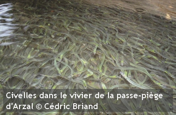 civelles vivier passe pige arzalCedric Briand