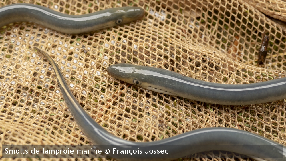 smolt lamproie marine 2Francois Jossec