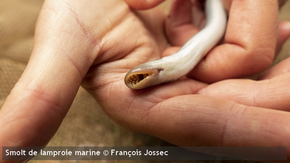 smolt lamproie marine 4Francois Jossec