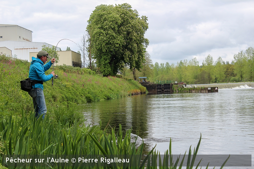 Pecheur AulnePierre Rigalleau