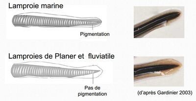 distinction lamproies juv