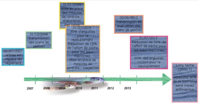 Calendrier Plan anguille