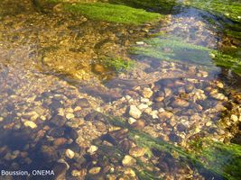 lamproie marine sur frayere boussion h200