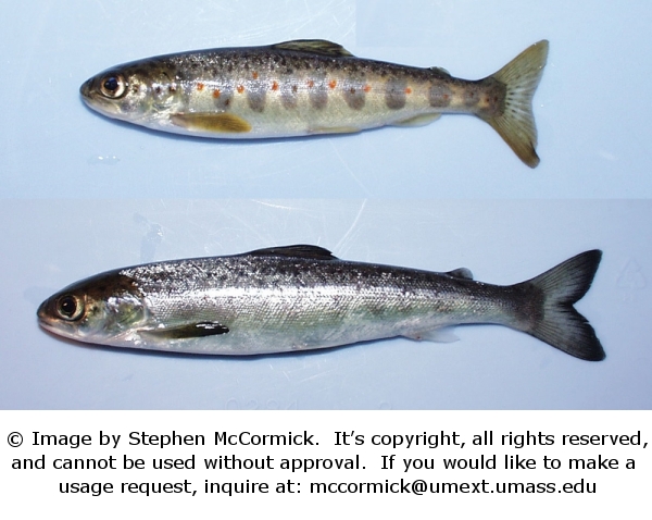 Photo tacon/smolt (McCormick)