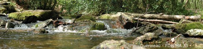 Cours-eau-diversifie