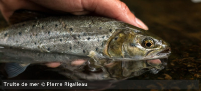 Bilan provisoire des captures déclarées de truites de mer ... Image 1