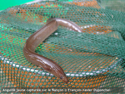 Enquête auprès des pêcheurs de loisir sur les captures ... Image 1