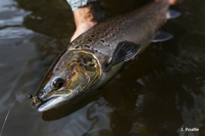 Bilan provisoire des captures déclarées de saumons en 2022 Image 1