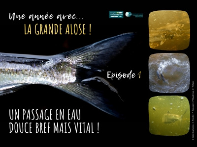 Une année avec la grande alose ! Episode 1 - un passage en ... Image 1