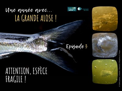 Une année avec la grande alose ! Episode 3 - Attention, ... Image 1