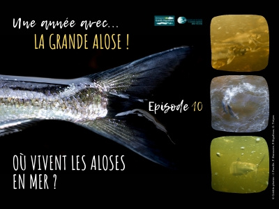 Une année avec la grande alose - Episode 10 : Où vivent les ... Image 1