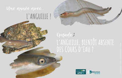 Une année avec l'anguille! Article 2 - L'anguille, bientôt ... Image 1