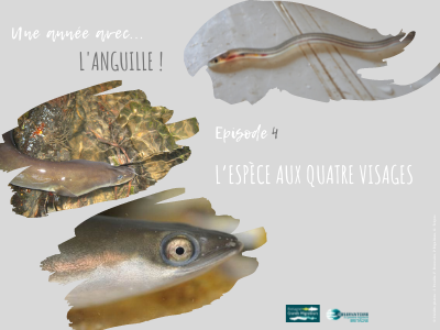 Une année avec l'anguille! Article 4 - L'espèce aux quatre ... Image 1