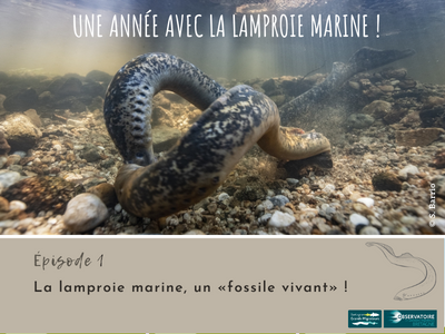 Une année avec la lamproie marine! Article 1 - La lamproie ... Image 1