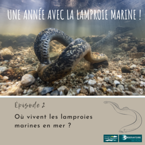 Une année avec la lamproie marine! Article 2 - Où vivent ... Image 1