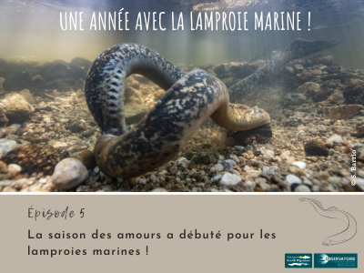 Une année avec la lamproie marine! Article 5 - La saison ... Image 1