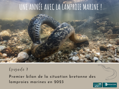 Une année avec la lamproie marine! Article 7 - Premier ... Image 1