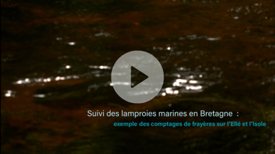 Le suivi de la reproduction des lamproies marines en vidéo Image 1