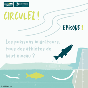 Circulez ! Article 1 : Les poissons migrateurs, tous des ... Image 1