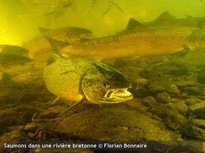 Les saumons du Scorff à l'honneur sur Figaro TV ! Image 1